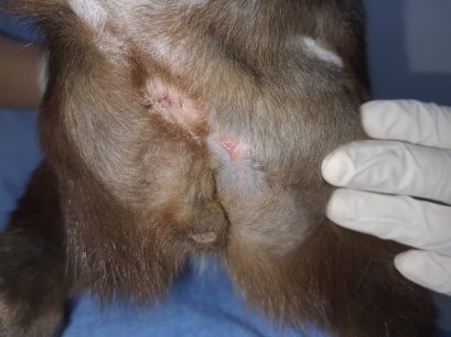 น้องพลอย แมวเหมียว พบแผลที่ข้างก้น